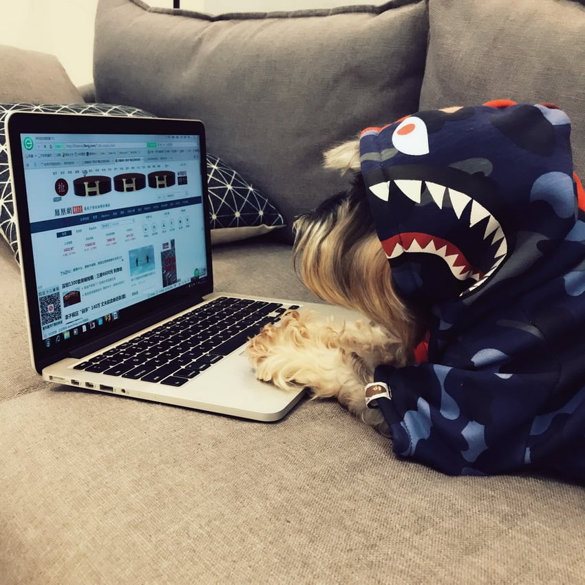 Pawra Pupreme Camouflage Hoodie – Exclusive Designer Petwear