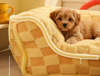Pawra Aurore XL Cloud Bed