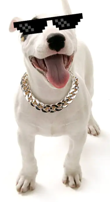 Pawra Luxe Cuban Link Collar
