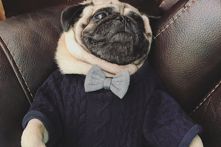 Pawra Noir Bow Couture Dog Outfit