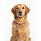 Pawra “Golden Hour” Chain Collar