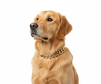Pawra Luxe Cuban Link Collar